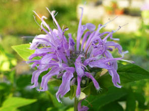 Monarda 'Cambridge scarlet'